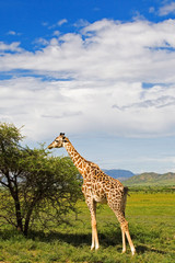 Giraffe in the Serengeti National Park, Tanzania