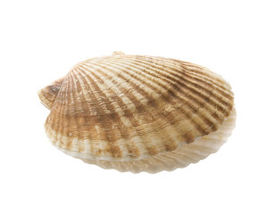 Scallop