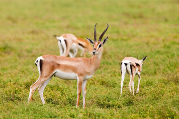 Naklejka na ściany i meble Grant's Gazelles in Serengeti National Park, Tanzania