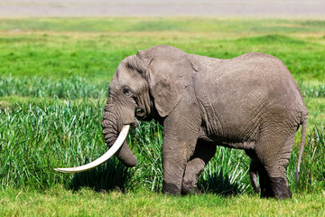 Fototapeta na wymiar Huge African elephant bull in the Ngorongoro Crater, Tanzania