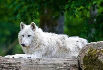 Crédence de cuisine en verre imprimé Loup Large adult arctic wolf in the forest
