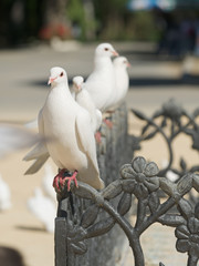 cute doves