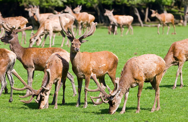 Deers on a field
