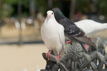 cute doves