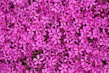 Pink Dianthus ameria