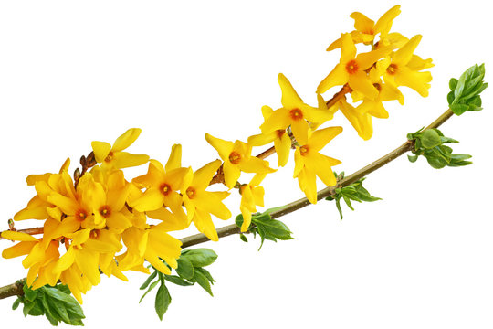 Blooming Forsythia