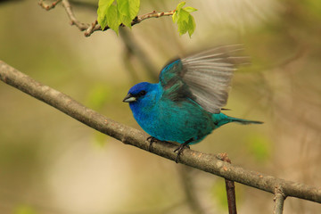 Male Indigo Bunting (Passerina cyanea) - Ontario, Canada
