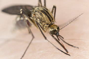 Mosquito sucking blood, extreme close-up