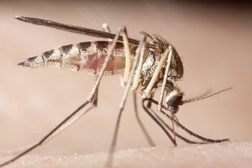 Mosquito sucking blood, extreme close-up with high magnification