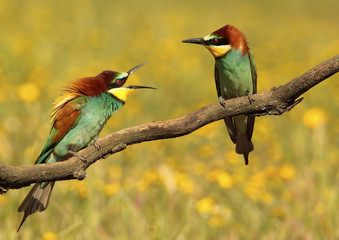 pareja de abejarucos