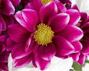 One chrysanthemum flower closeup, natural background
