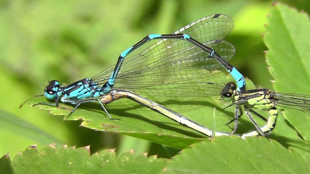 Hufeisen-Azurjungfer - Coenagrion puella
