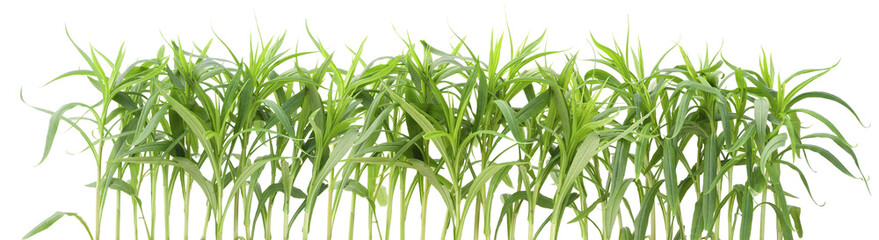 Obraz premium Border from green garden plants