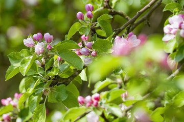 apple tree in blossom