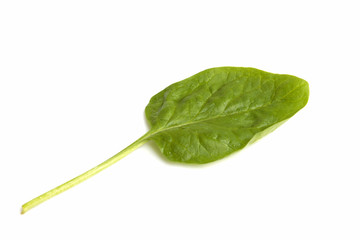 Green salad leaf