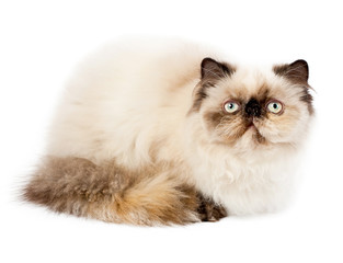 Cream Persian cat