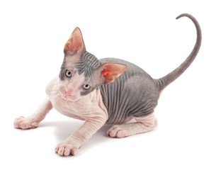 Sphynx kitten