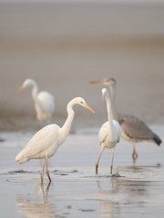 Silberreiher, Great white egret, Egretta alba