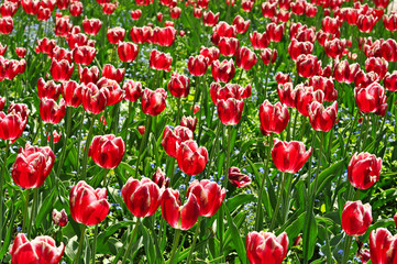 Red beautiful tulips