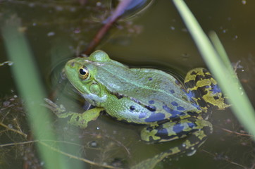 Wasserfrosch