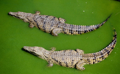 Zwei Krokodile