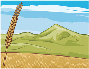 golden grain-field (wheat)