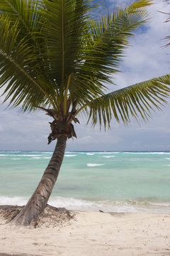 Tropical Paradise at caribbean