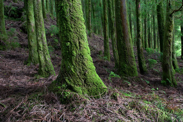 Obraz premium forest