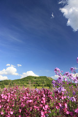 Fototapeta premium Sommerlandschaft mit Blüten