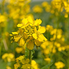 Rapsblüte