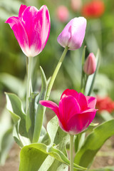 Flowers  tulips  red  pink   petals