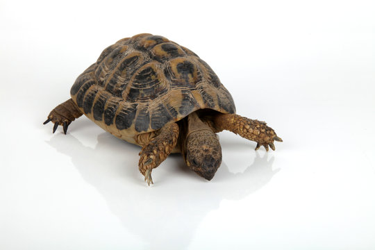 Vorsichtige Schildkr&ouml;te