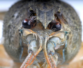 crayfish
