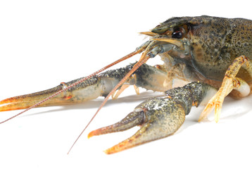 crayfish