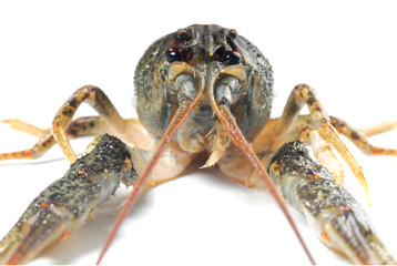 crayfish