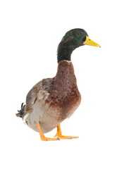duck