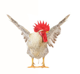 white cock © fotomaster