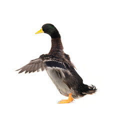 duck