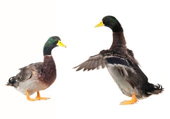 duck