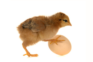 chick