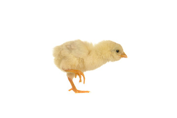 chick