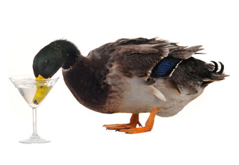 duck