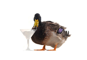 duck