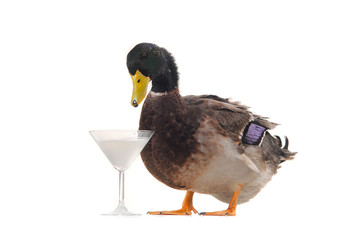 duck