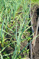Bed of garlic