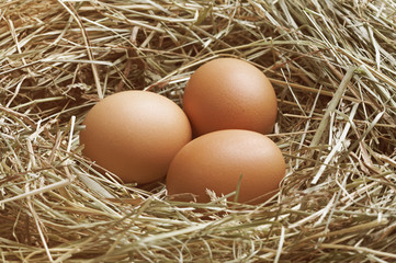 Three eggs in nest