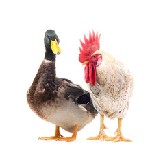 duck and cock