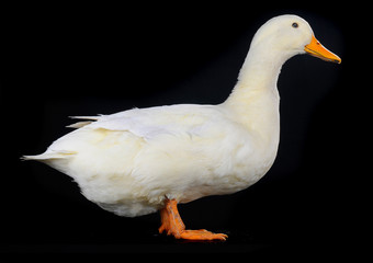 duck
