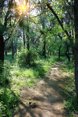 Obraz premium forest path