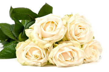 White roses